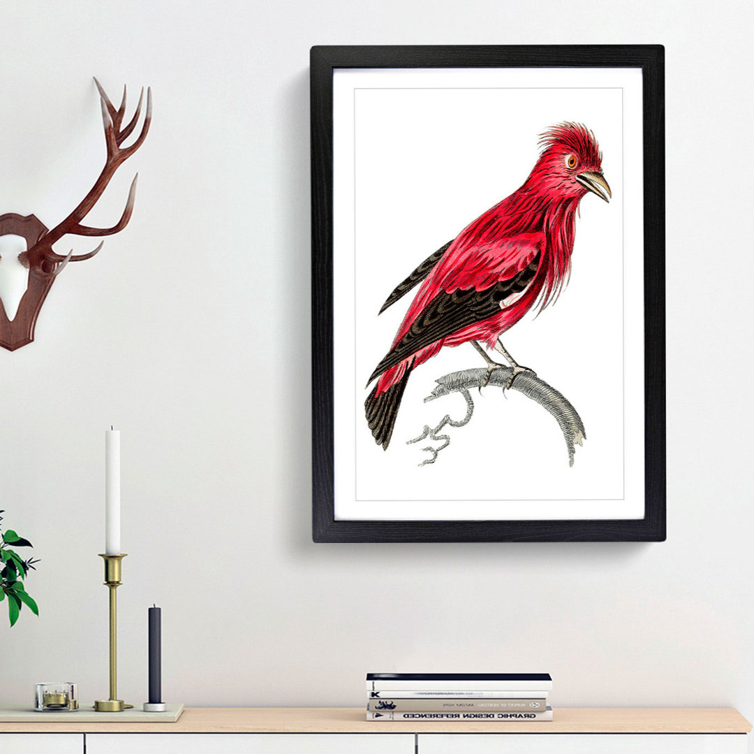 Crimson Roller Bird by George Shaw - Framed Print