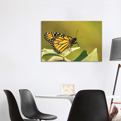 Costa Rica, La Paz River Valley. Captive Monarch Butterfly In La Paz Waterfall Garden. by Jaynes Gallery - Wrapped Canvas Print