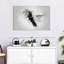 Small Hummingbird Black And White-108875819