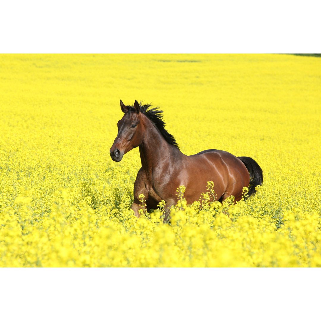 Prefield Malapolski Horse Running by Zuzule - Wrapped Canvas Print
