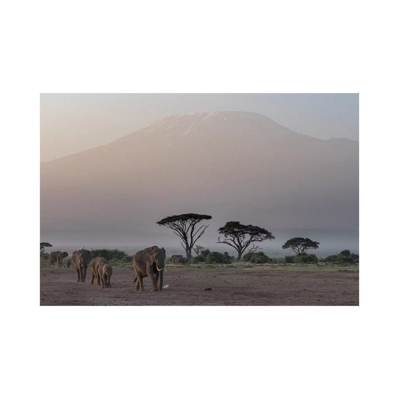 Africa, Kenya, Amboseli National Park. Elephants And Umbrella Thorn Acacia Trees. by Jaynes Gallery - Wrapped Canvas Painting