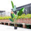 Faux Plant in Nursery Pot-699776890
