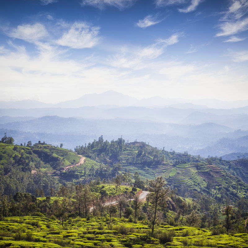 Ceylon Highlands par Cinoby, H 12 po x l 12 po