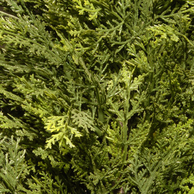 Cedar Topiary in Pot