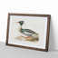 Merganser Diving Duck by Von Wright - Picture Frame Painting Print on MDF-55575618-55575621