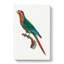 Wave Breasted Parakeet by F. Levaillant - Wrapped Canvas-55305255