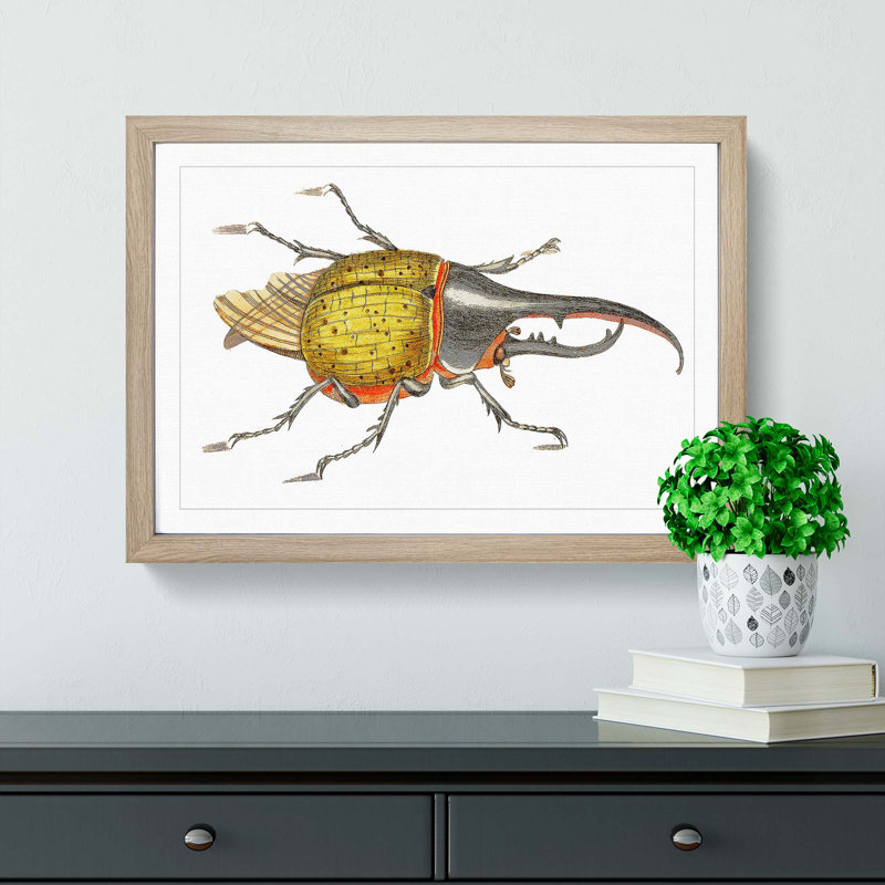 Hercules Beetle by George Shaw - Picture Frame Graphic Art Print, 36cm H x 48cm W x 2cm D, Oak Framed