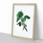 Black Mulberry Plant Illustration - Picture Frame Art Print-55512495-55512497