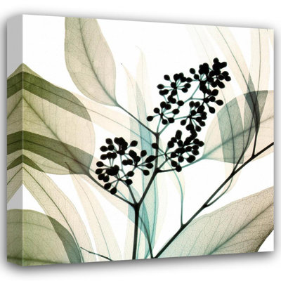 Eucalyptus IMA-M795