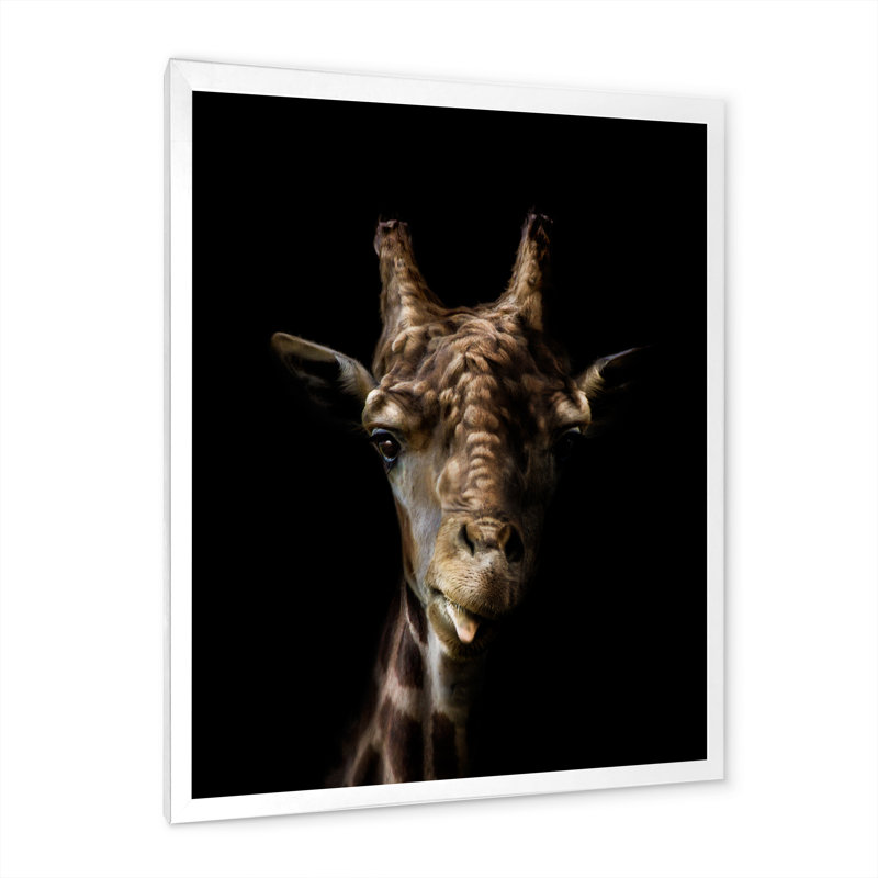Gros plan sur une girafe sur fond noir, H 40 po x l 30 po, Toile blanche avec cadre photo