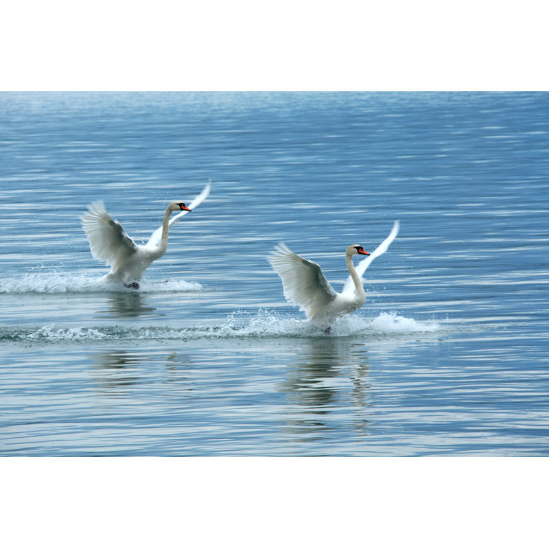 Swans In Lake by Imagedepotpro - Wrapped Canvas Print, 81cm H x 122cm W x 3.8cm D