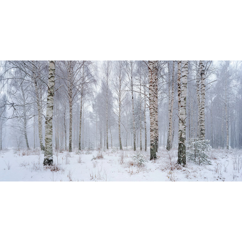 «Birch Grove in Snowfall», art mural sur toile tendue, 20 po x 40 po