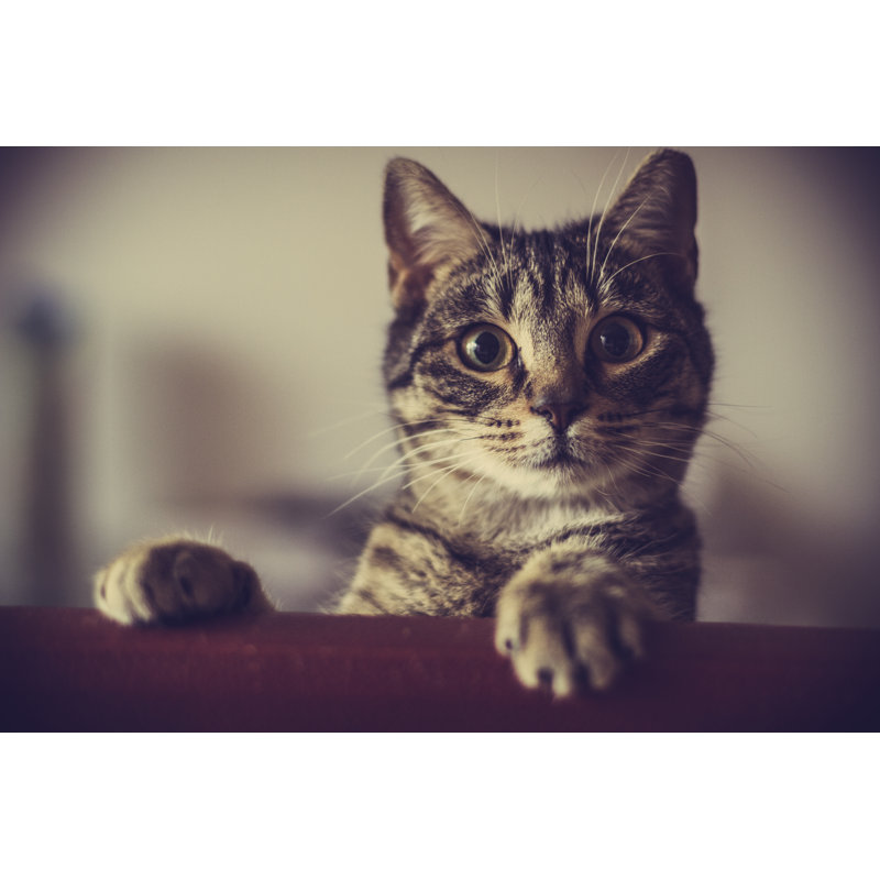 Curious Cat par Monikabatich, H 24 po x l 36 po
