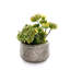 Faux Succulent Plant in Ceramic Planter