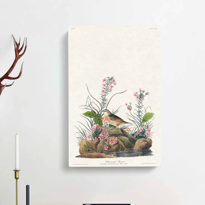 Yellow-Winged Sparrow by John Audubon - Wrapped Canvas, 50cm H x 35cm W x 3cm D
