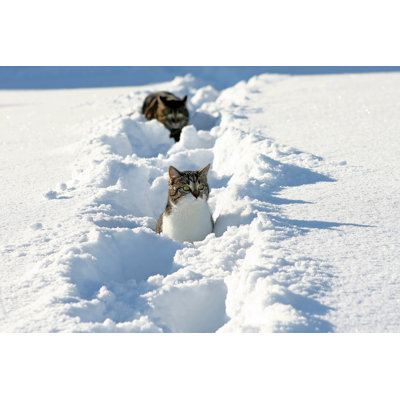 Cats In The Snow by Astrid860 - Wrapped Canvas Print
