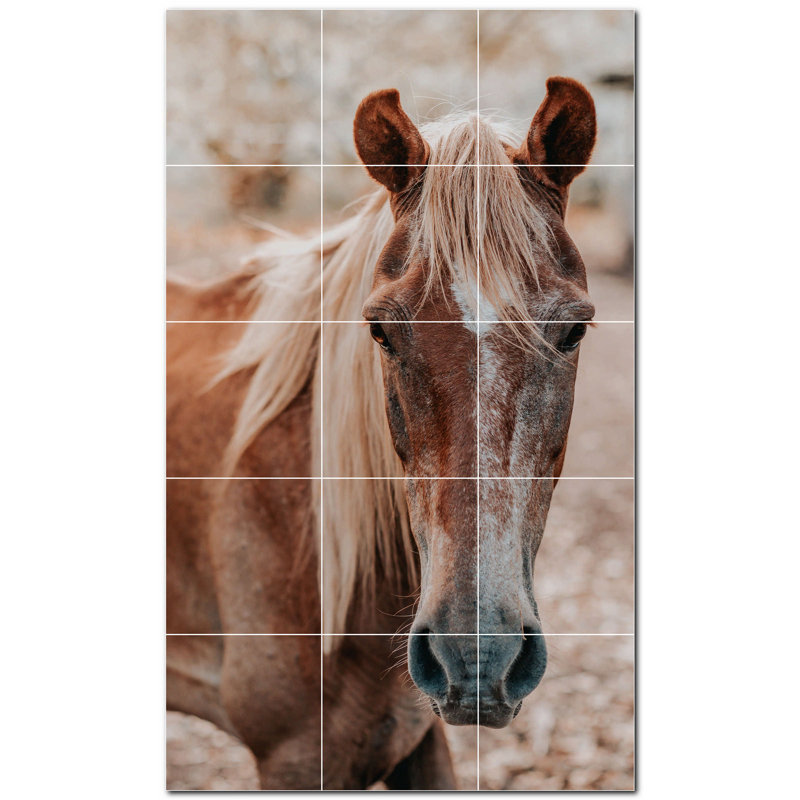 Photo de cheval 8 x 8