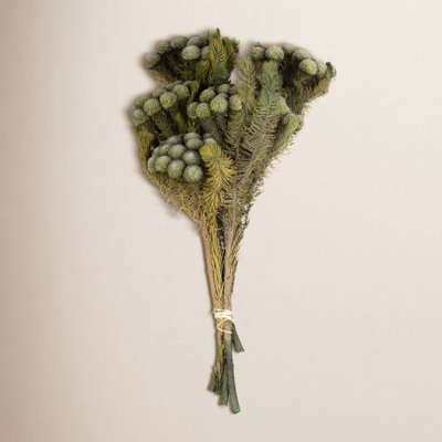 Preserved Brunia Stems