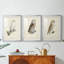 French Owls IV - reproduction sur mesure encadrée de qualité supérieure - 3 pièces-192126242-192126243