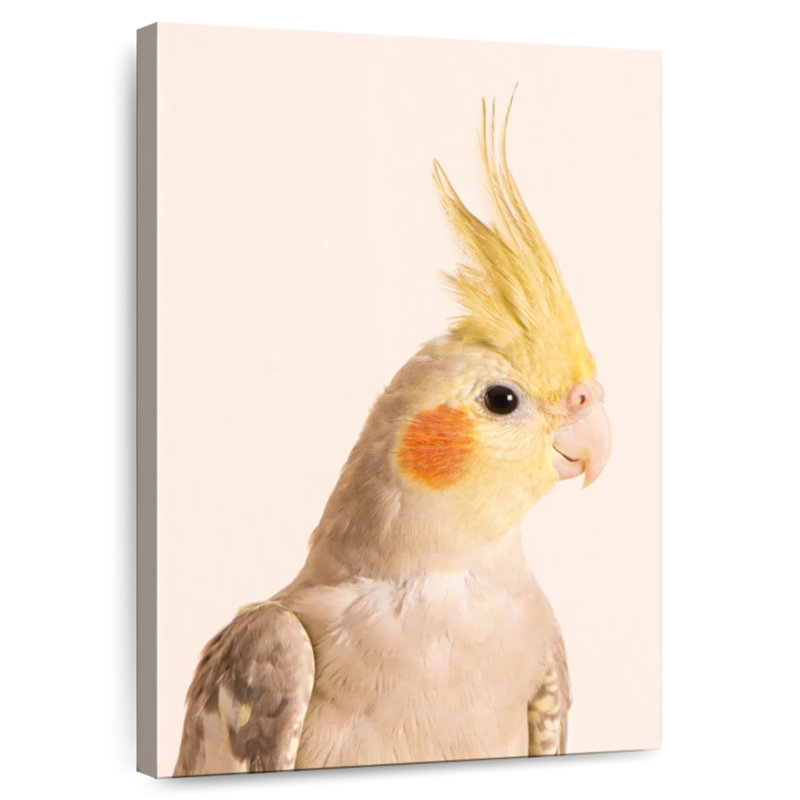Brampt Smiling Cockatiel, 36" H x 24" W