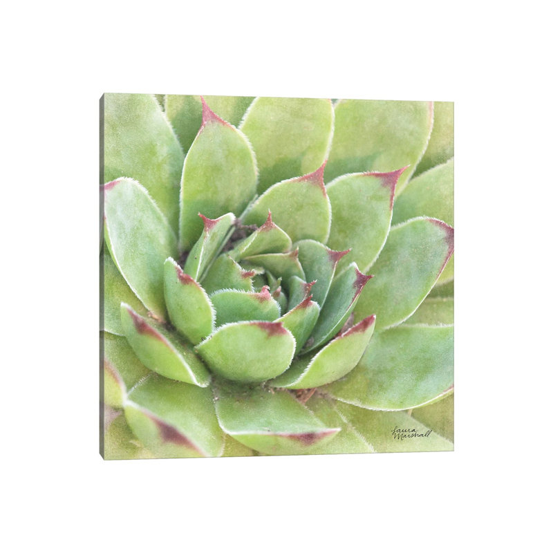 Garden Succulents IV by Laura Marshall - Wrapped Canvas Print, 66.04 cm H x 66.04 cm W x 1.91 cm D