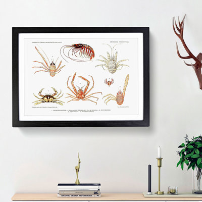 Crabs & Shrimps by Albert I - Picture Frame Painting Print