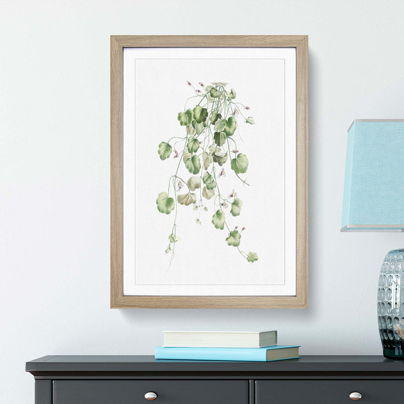 Kenilworth Ivy Flowers by Pierre-Joseph Redoute - Picture Frame Graphic Art Print, 48cm H x 36cm W x 2cm D, Oak Framed