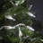 Steady 50 Light White Wire LED String Lights (End to End Connectable)-1594811146
