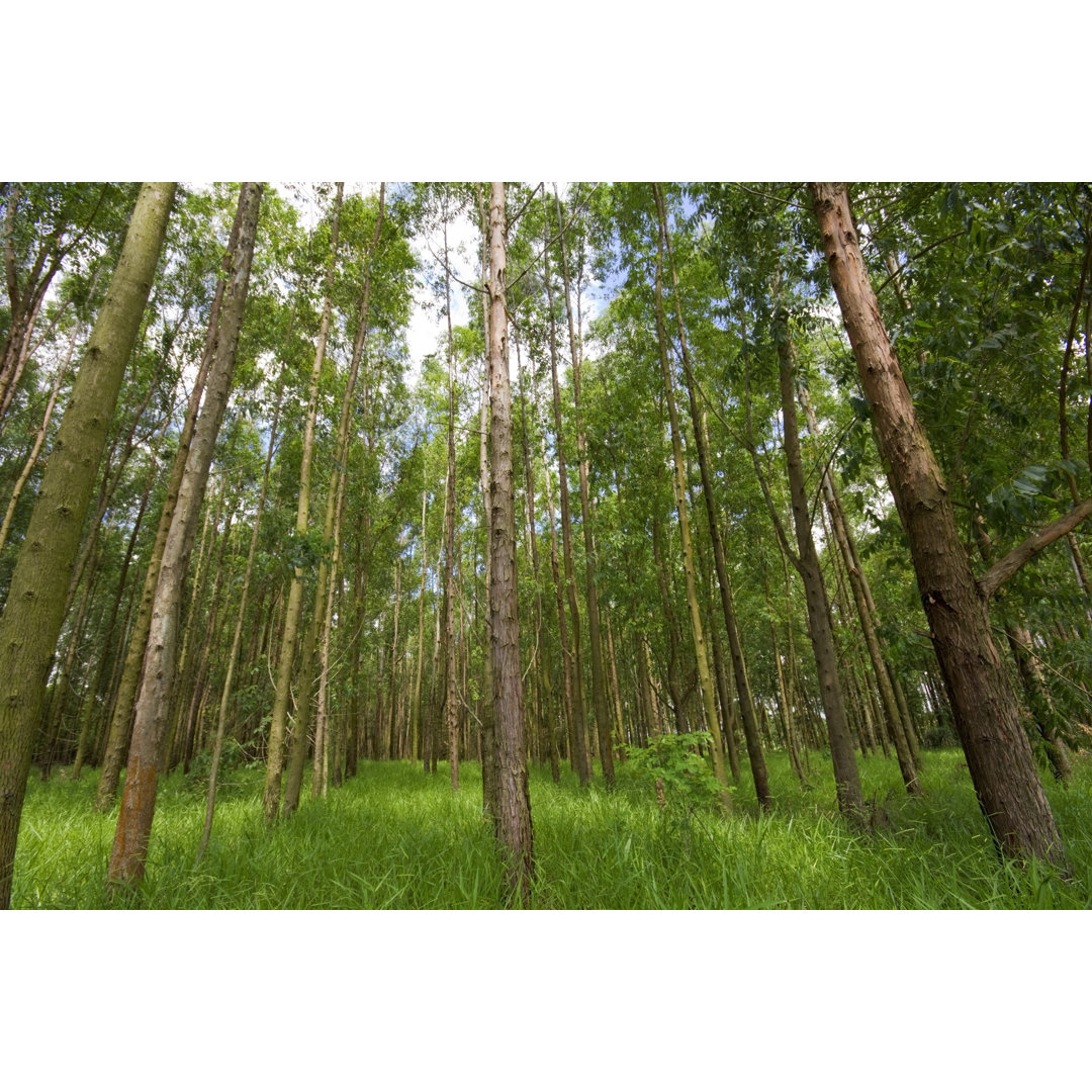 Grove von Wsfurlan - Druck auf Leinwand ohne Rahmen