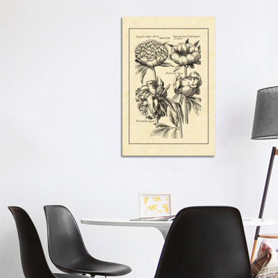Vintage Besler II by Basilius Besler - Wrapped Canvas Print
