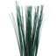 Herbe d'oignon