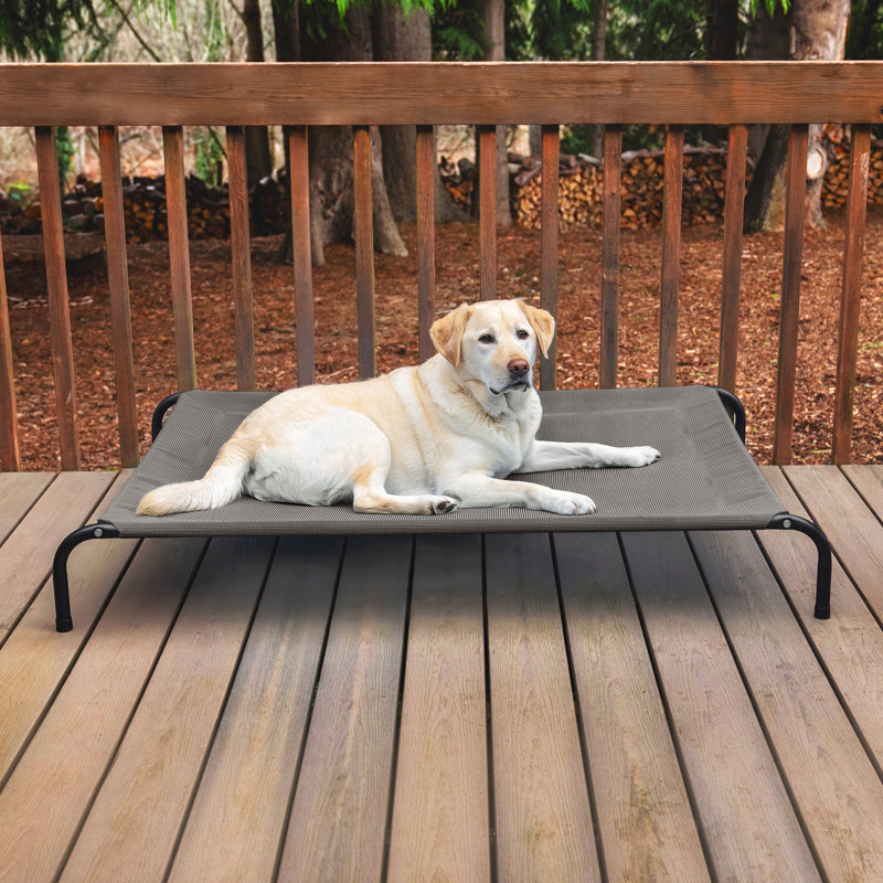 Elevated Cot Pet Bed, Gray, 8" H x 36" W x 54.5" D