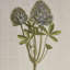 4 lin art - décoration murale pour chambre à coucher Botanical Illustration Homes
