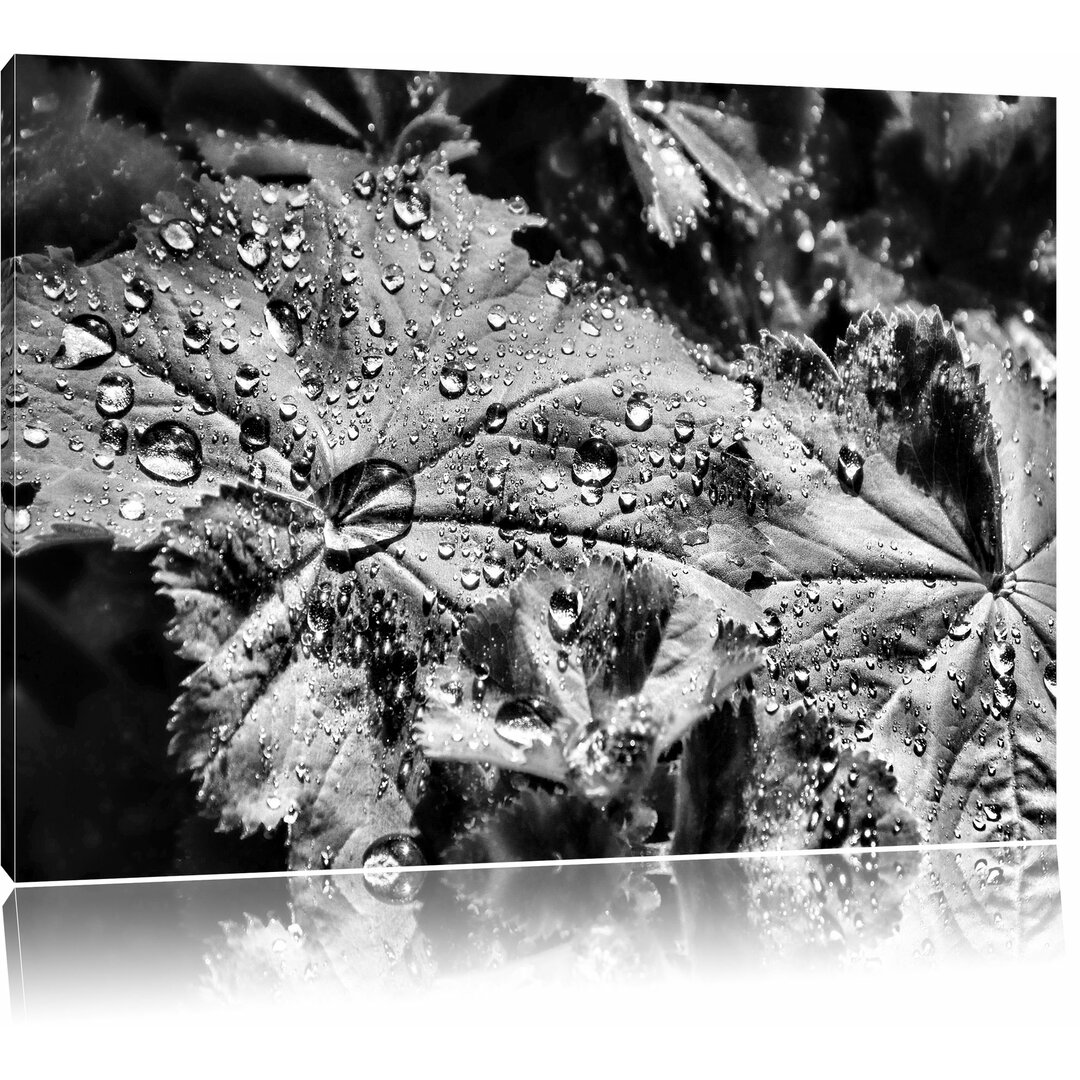 Leinwandbild Kleine Tropfen auf Blatt in Monochrom