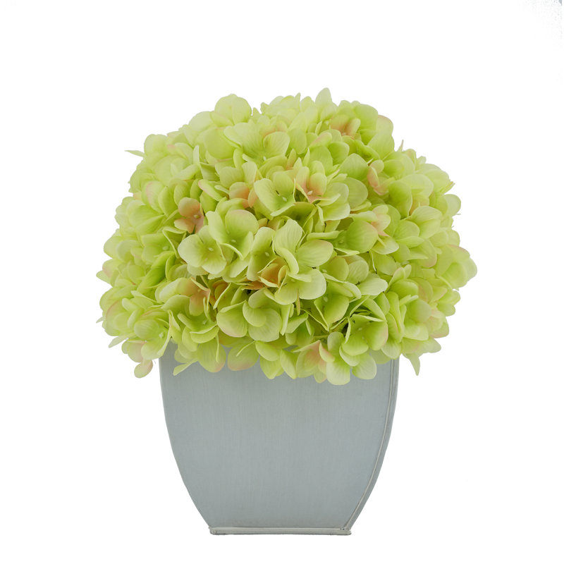 Arrangements floraux d'hortensias en pot, Vert