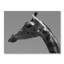 Giraffe Profile Black & White Print-71440644-71440648