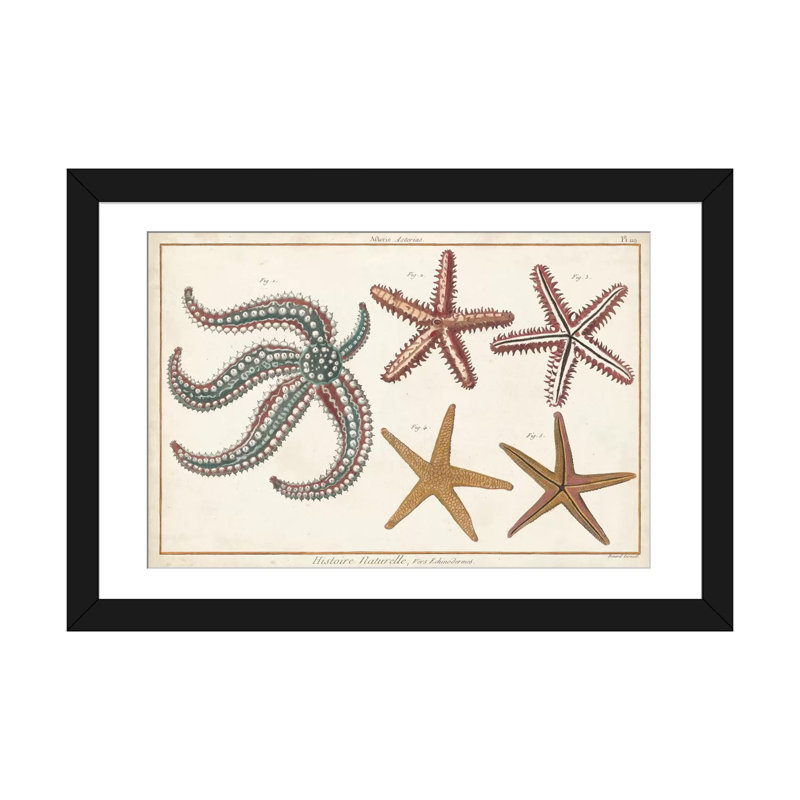 Étoile de mer Naturelle II par Denis Diderot - impression sur toile tendue, H 24 po x l 32 po x P 1 po, Blanc