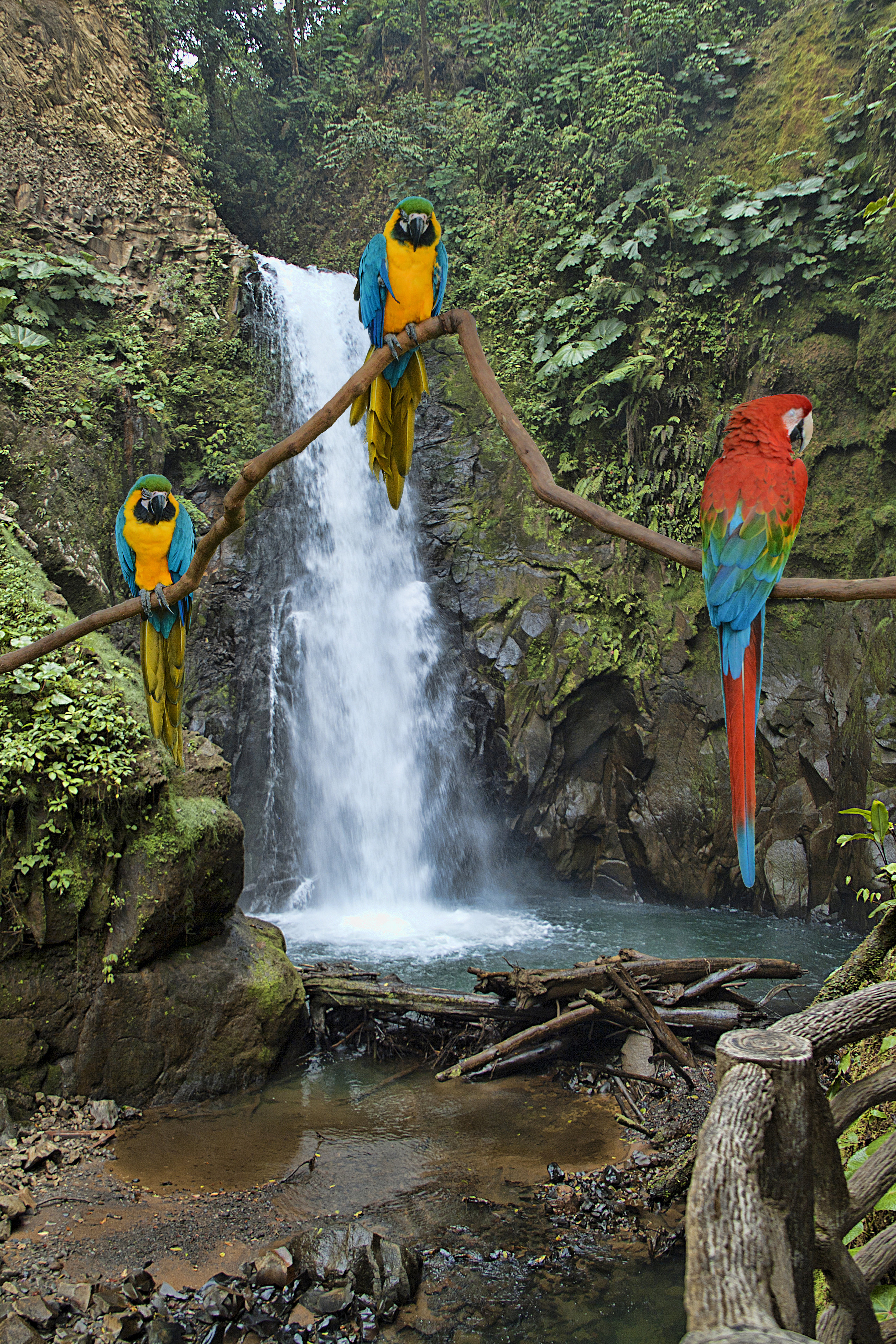 Image result for 17 Stories Lapaz Waterfall And Macaws | Wayfair.ie
