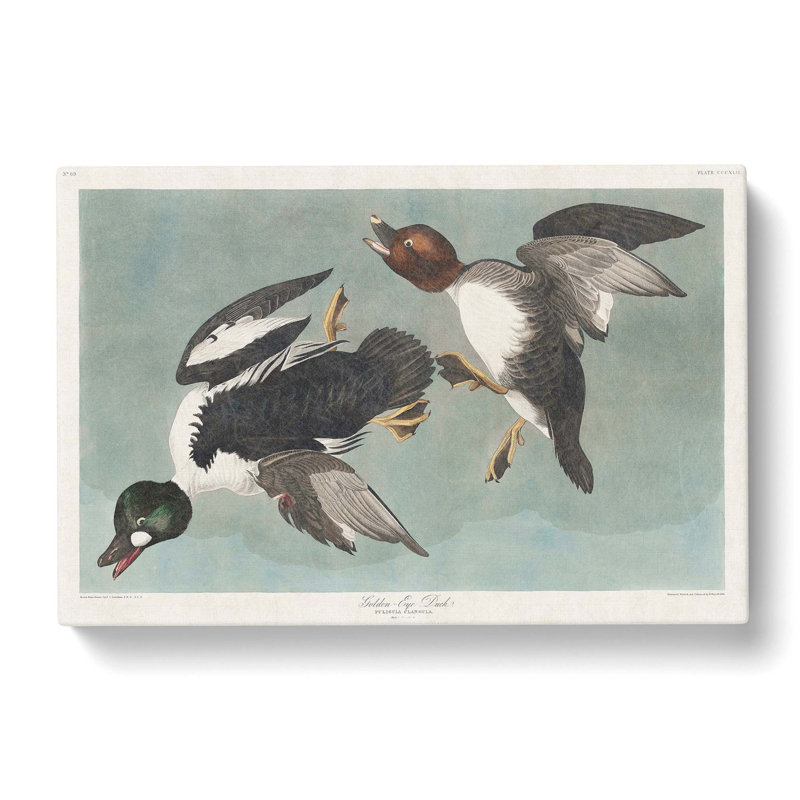 Golden-Eye Ducks - Wrapped Canvas Painting, 40cm H x 60cm W x 3cm D