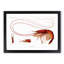 Shrimp Illustration by Albert I - Picture Frame Painting Print-55619430-55619434