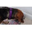 Ceramic Raised Elevate Feeder-50626478