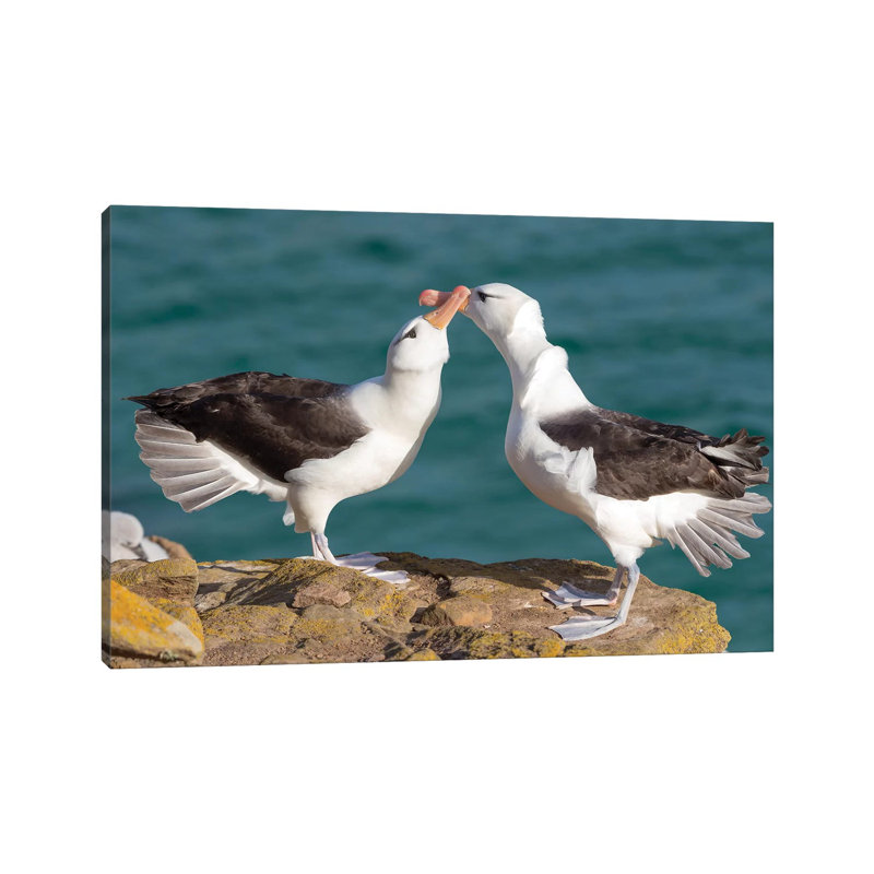 Black-Browed Albatross Or Black-Browed Mollymawk, Typical Courtship And Greeting Behavior, Falkland Islands. 1 Piece Wrapped Canvas Wall Art