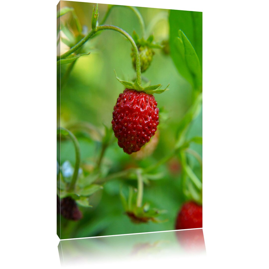 Leinwandbild Small Wild Strawberries