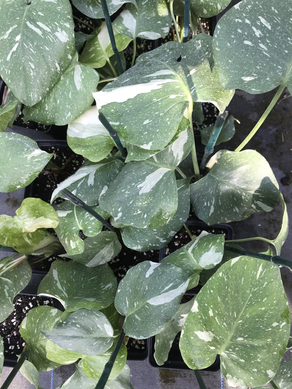  Monstera Thai Constellation Starter Plant : Patio