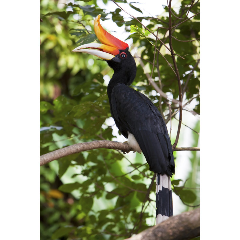 Rhinoceros Hornbill Bird, With Black Body And Orange Horn by Davidevison - Wrapped Canvas Print, 18"H x 12"W