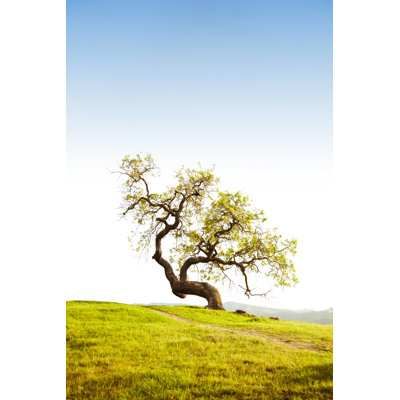 Arbre en milieu champêtre par Gspictures