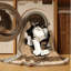  Tapis lavable European Shorthair Cats-559691728