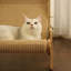 Chaise longue en nylon durable pour hamac pour chat