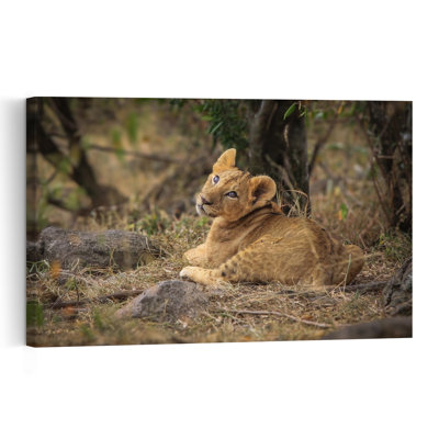 Curious Lion Cub Gaze Peaceful Abstract Contemporary Cat Lion Nature Wildlife Wall Art Print by Jeffrey C. Sink - 1 Piece Wrapped Canvas Wall Art