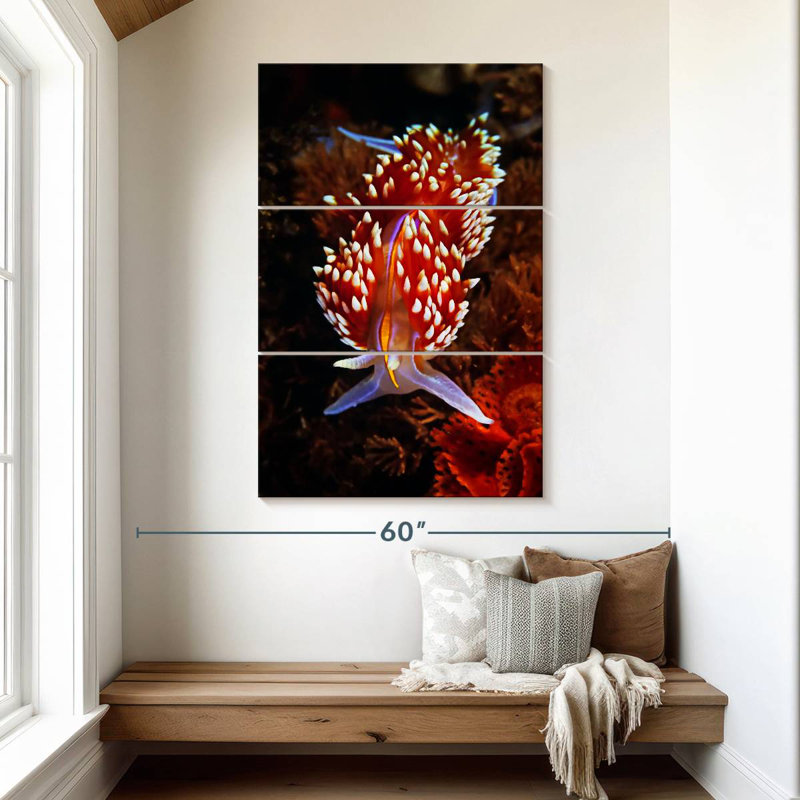 Brampt Exotic Nudibranch